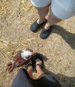 Bergen studded clog mule